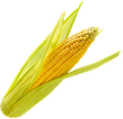 maize