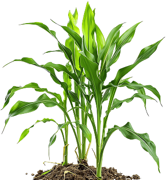 maize
