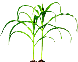 Dominion Agri Inc.