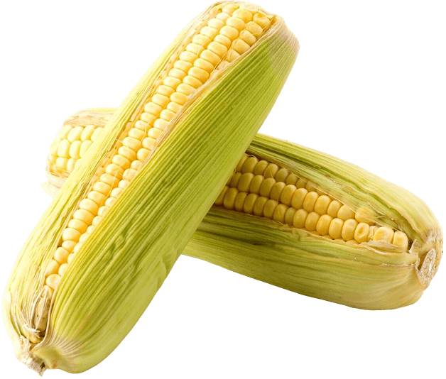 fresh maize
