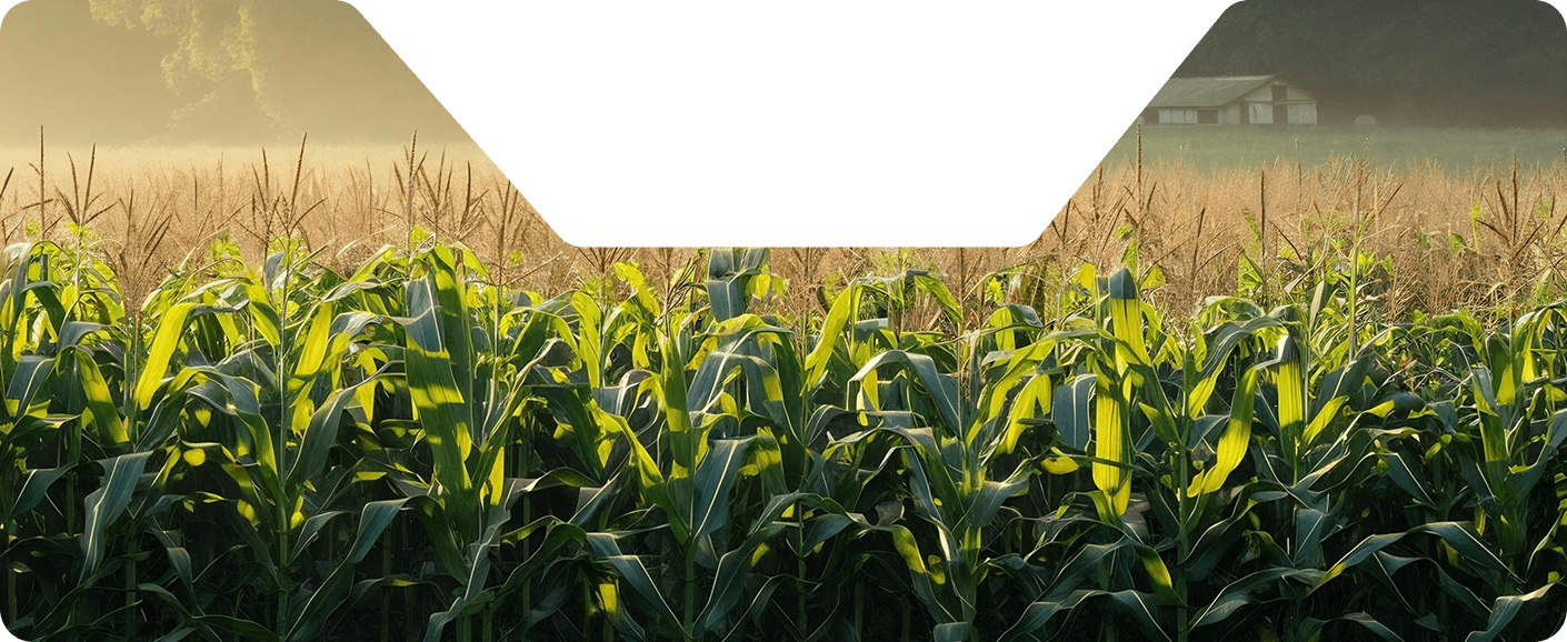 harvest